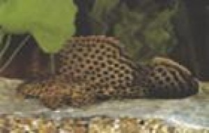 Pterygoplichtys gibbiceps leopard (Copy)